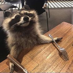 a raccoon sitting on top of a wooden table next to a fork and knife