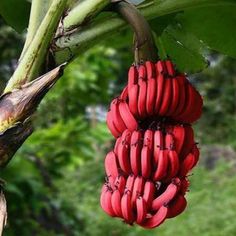 a bunch of bananas hanging from a tree