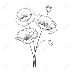 three poppies in black and white on a white background