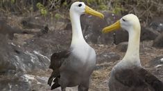 two birds standing next to each other near rocks