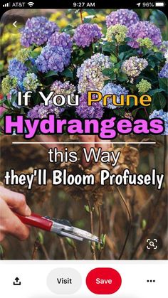 a cell phone with the text if you prune hydrangeas this way they'll bloom professionally