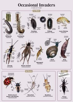 Bug Anatomy, List Of Insects, Facts About Insects, Cow Fish, Insectivorous Plants With Names, House Bugs, Insects Names, Canary Birds