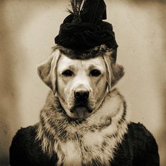 a dog wearing a hat with feathers on it's head