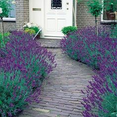 purple flowers line the pathway to a white door