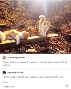 two cats sitting on top of a wooden bench in the woods with leaves all over them