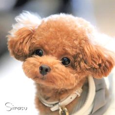 a small brown dog wearing a white shirt and collar sitting on top of a table