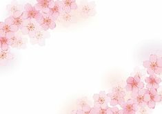 pink flowers on a white background with space for your text or image in the center