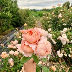 a person holding pink flowers in front of many other bushes and trees on a cloudy day