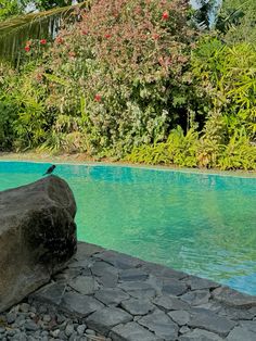 a bird sitting on top of a rock next to a pool