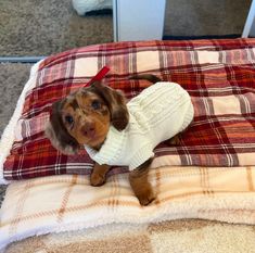 Daschund Puppies, Dog Mommy, Very Cute Puppies, Cute Dogs Images, American Threads, Dapple Dachshund, Cute Animals Puppies, Very Cute Dogs, Dachshund Gifts