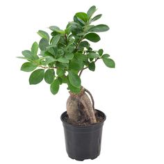 a small tree in a black pot on a white background