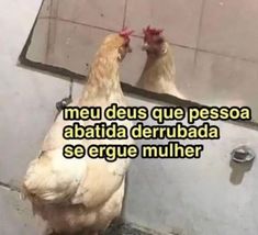 two chickens standing next to each other in front of a mirror with the caption, meu deus que pesoa abaida derrubada se erge mulier