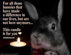 a rabbit sitting in front of a candle with a quote on it that says, for all those bunnies that have made a difference in our lives, but are not here anymore