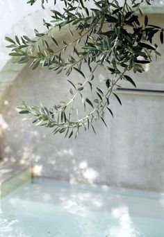 an olive tree in front of a pool with water running down it's side