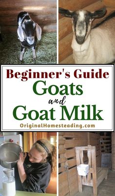 goats and goat milk with the title beginner's guide