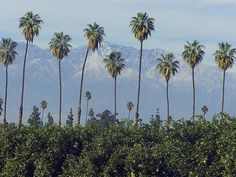 palm trees and mountains in the background