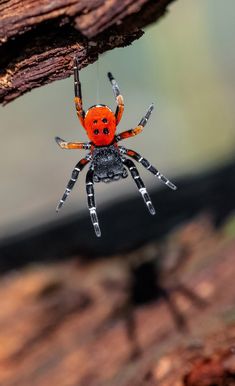 an orange and black spider hanging from a tree branch