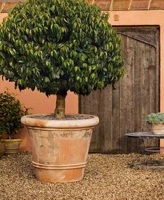 a potted tree sitting in front of a building