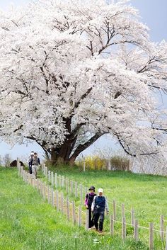 two people walking down a path in front of a tree with white blossoms on it