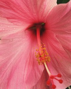 a pink flower with red stamens and yellow stamen