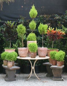 there are many potted plants on the table in this garden area, including trees and shrubs