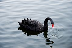 a black swan is swimming in the water