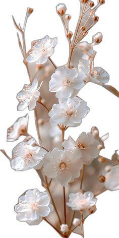 white flowers are shown against a white background