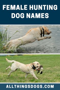 two dogs are playing in the water and one is jumping to catch a frisbee