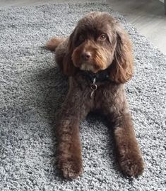 a brown dog laying on top of a gray rug