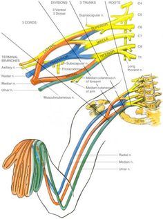 Brachial Neuritis Aries Spring, Nerve Anatomy, Brachial Plexus, Psoas Release, Sistem Saraf, Bolesti Chrbta, Spine Health