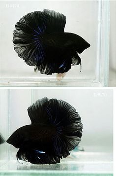 two different types of black and blue fish in a glass box with water below them