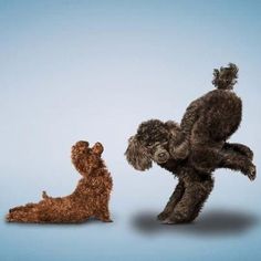 two poodles playing with each other in front of a light blue background,