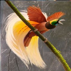 a colorful bird sitting on top of a tree branch with its wings spread wide open