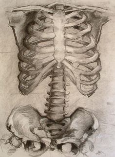 a drawing of a human skeleton with the ribs exposed