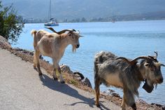 two goats walking on the side of a road near water