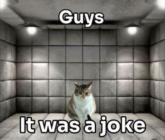 It Was A Joke, Meme Cats, Funniest Cat, Funniest Memes, November 13