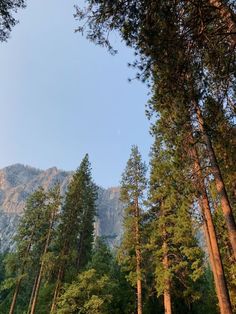 trees and mountains in the distance with blue sky