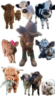 many different pictures of cows with hats and boots on their heads, all looking at the same direction