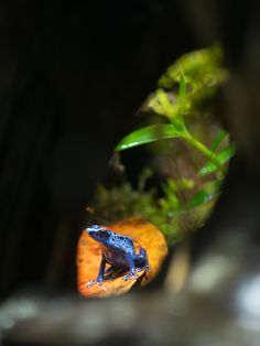 a blue and orange frog sitting on top of a leaf