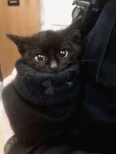 a black cat is sitting in someone's lap and has it's head wrapped up