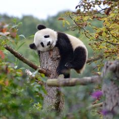 a panda bear sitting on top of a tree branch