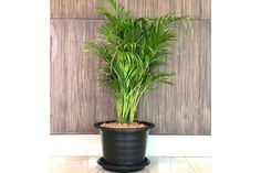 a potted plant sitting on top of a white tile floor next to a wooden wall