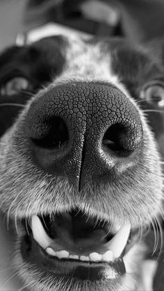 dogs nose close up, border heeler Wallper Iphone, Animal Reference Photos, Basketball Cheers, Puppy Photography, Cute Nose, Dog Mom Life, Scratchboard Art, Pet Paw Print, Dog Heaven