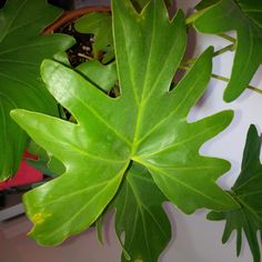 a large green leafy plant sitting on top of a table