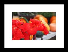 red flowers with water droplets on them in front of oranges and other fruit framed print