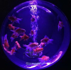 an aquarium filled with goldfish in the dark