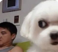 a man sitting next to a white dog on top of a bed