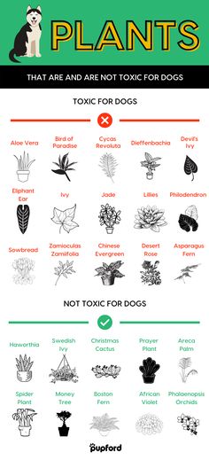 an image of plants that are not toxiic for dogs and cats info sheet