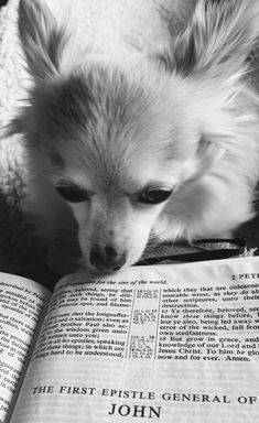 a small dog sitting on top of an open book