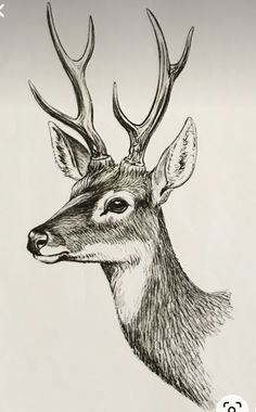 a drawing of a deer with antlers on it's head